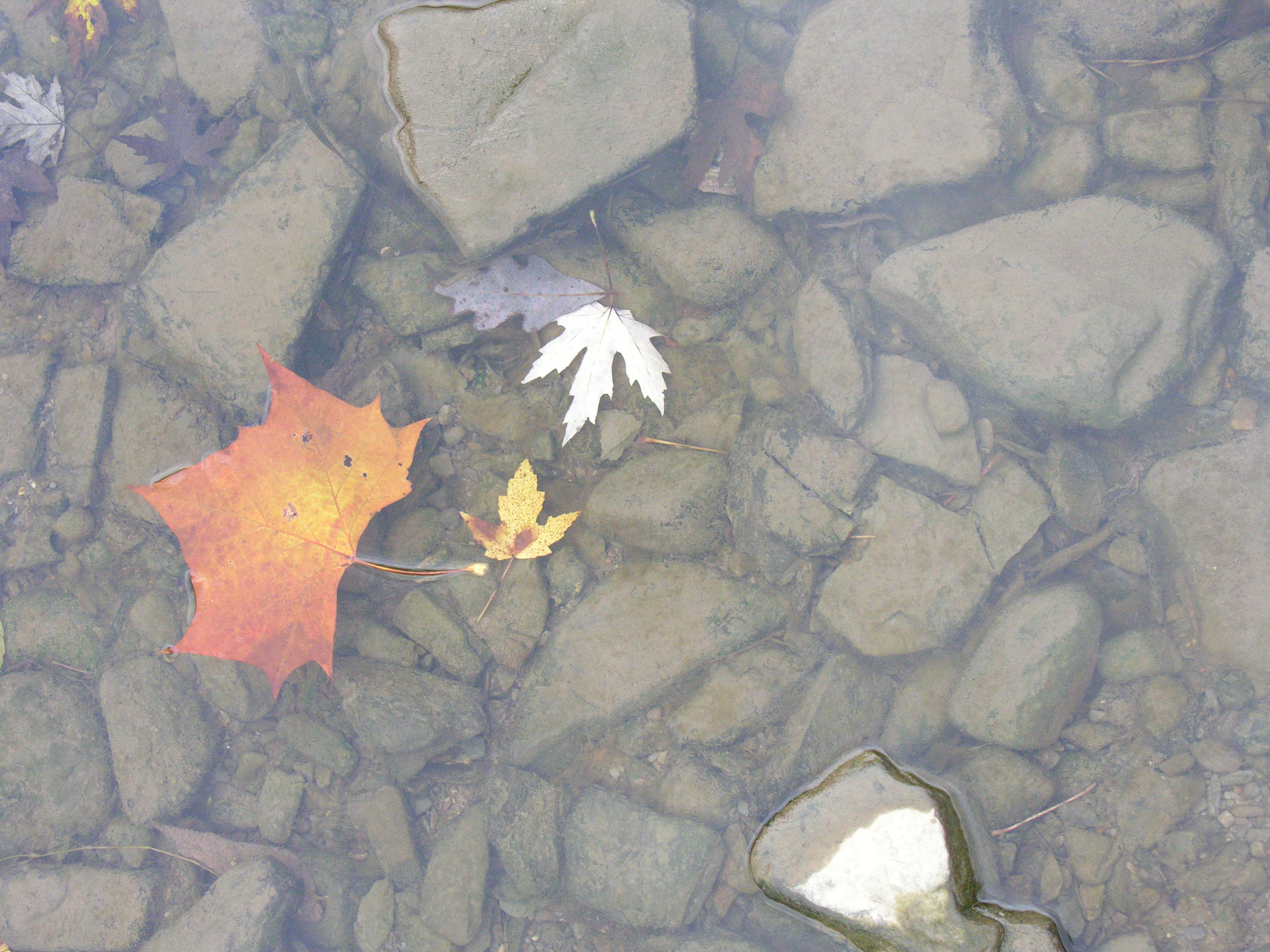 close up of clear mountain stream with floating fall leaves and rocks on bottom